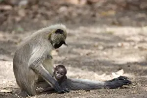 Common Langur, (Presbytis entellus), Bandhavgarh N