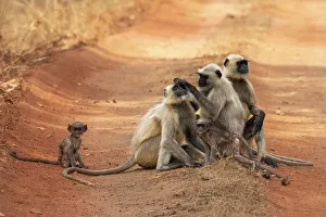 Grooming Prints: Common Langur (Semnopithecus Entellus)