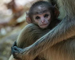 Common Langur (Semnopithecus Entellus), Bandhavgarh National Park, Madhya Pradesh, India, Asia