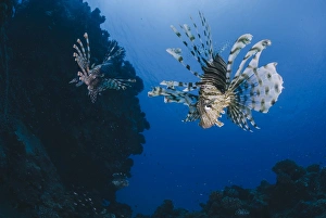 Sealife Prints: Common lionfish (Pterois miles)