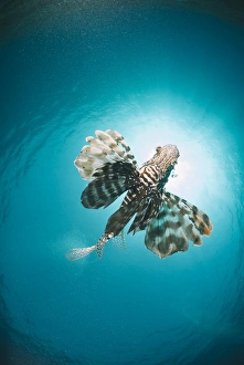 Sealife Prints: Common lionfish (Pterois miles) from below
