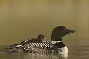 Close Up Shot Gallery: Common Loon (Gavia immer) adult with a chick on its back, Lac Le Jeune Provincial Park