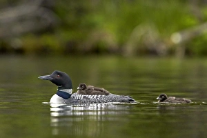 Common loon (Gavia immer) adult and two chicks, Lac Le Jeune Provincial Park, British Columbia