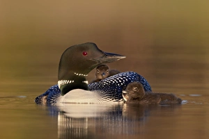 Monochrome Prints: Common Loon (Gavia immer) adult with two chicks