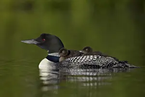 Chicks Prints: Common Loon (Gavia immer) chicks riding on their mothers back