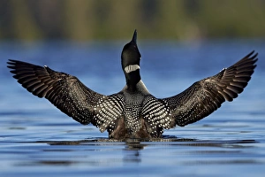 Gavia Immer Prints: Common Loon (Gavia immer) stretching its wings