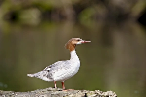 Images Dated 7th March 2009: Common merganser (goosander) (Mergus merganser), French Creek, British Columbia