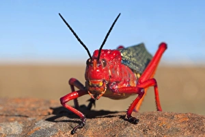 Grasshopper Prints: Common milkweed locust (Phymateus morbillosus), Samara private game reserve