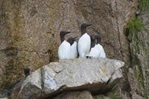 Guillemot Prints: Common Murres ( Guillemots) (Uria aalge), Cape Achen, Chukotka, Russia, Eurasia
