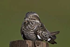 Aves Prints: Common nighthawk (Chordeiles minor)