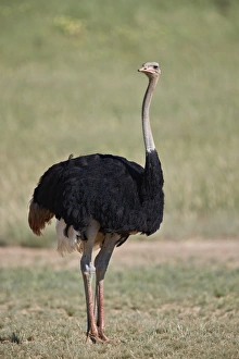 Common ostrich (Struthio camelus), male in breeding plumage, Kgalagadi Transfrontier Park