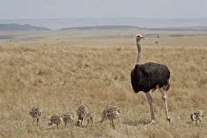 Images Dated 13th October 2007: Common ostrich (Struthio camelus) male watching chicks, Masai Mara National Reserve