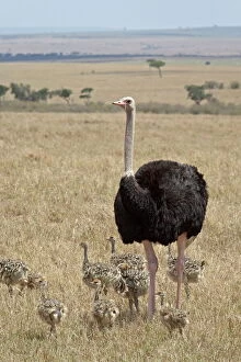 Kenya Gallery: Common ostrich (Struthio camelus) male watching chicks, Masai Mara National Reserve