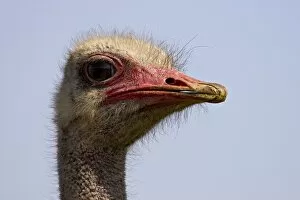Images Dated 8th November 2006: Common ostrich (Struthio camelus), Addo Elephant National Park, South Africa, Africa