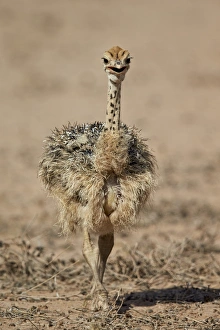 Ornithological Prints: Common ostrich (Struthio camelus) chick, Kgalagadi Transfrontier Park, encompassing
