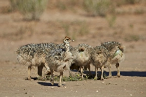 Ornithological Prints: Common ostrich (Struthio camelus) chicks, Kgalagadi Transfrontier Park encompassing