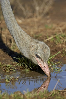 Ornithological Prints: Common ostrich (Struthio camelus) drinking, Kgalagadi Transfrontier Park encompassing
