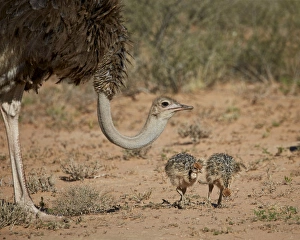 Protecting Prints: Common ostrich (Struthio camelus) female with two chicks, Kgalagadi Transfrontier