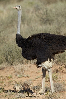 Protecting Prints: Common ostrich (Struthio camelus) male with two chicks, Kgalagadi Transfrontier Park