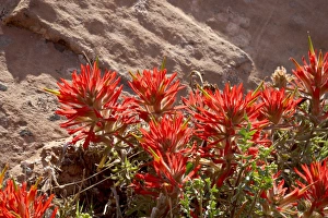 Common paintbrush (Castilleja chromosa)