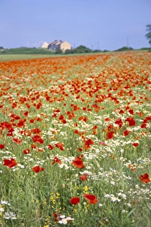 Poppies Prints: Common poppies (Papaver rhoeas) in field, Northumbria, England, United Kingdom, Europe