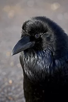 Images Dated 19th December 2008: Common Raven (Corvus corax), Bryce Canyon National Park, Utah, United States of America