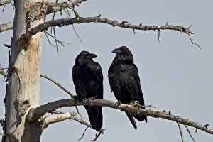 Yellow Stone Prints: Common raven (Corvus corax) pair
