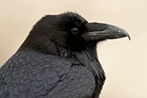 Images Dated 10th February 2010: Common raven (Corvus corax), Petrified Forest National Park, Arizona, United States of America