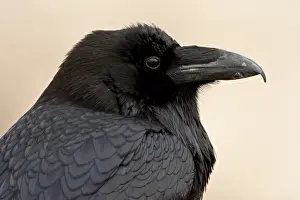 Common raven (Corvus corax), Petrified Forest National Park, Arizona, United States of America