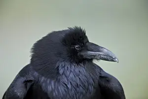 Head Section Prints: Common Raven (Corvus corax), Yellowstone National Park, Wyoming, United States of America