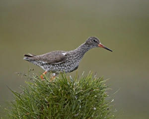 Common Redshank (Redshank) (Tringa totanus), Lake Myvatn, Iceland, Polar Regions