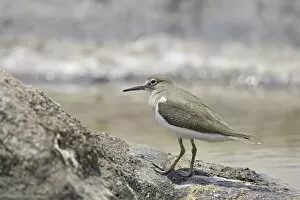 Images Dated 30th October 2006: Common sandpiper (Actitis hypoleucos)