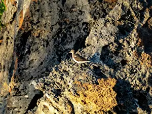 Shorebird Prints: Common sandpiper perched on rocks during low tide in Madagascar wildlife reserve with natural habitat surroundings