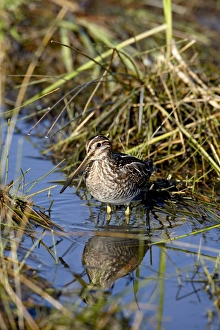 Images Dated 20th September 2008: Common snipe (Gallinago gallinago), Arapaho National Wildlife Refuge, Colorado