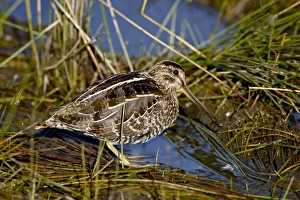 Images Dated 20th September 2008: Common snipe (Gallinago gallinago), Arapaho National Wildlife Refuge, Colorado