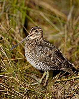 Images Dated 20th September 2008: Common snipe (Gallinago gallinago), Arapaho National Wildlife Refuge, Colorado