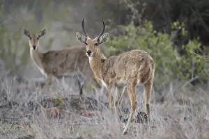 Horned Prints: Common (Southern) reedbuck (Redunca arundinum) pair, Kruger National Park, South Africa