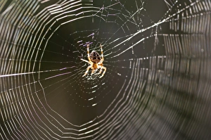 Spider Prints: Common spider in the center of its web