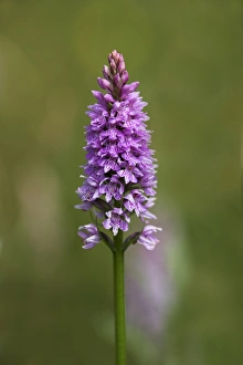 Common spotted orchid (Dactylorhiza fuchsii), Gait Barrows Nature Reserve