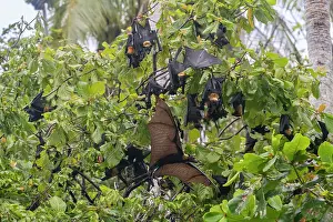Common tube-nosed fruit bats (Nyctimene albiventer), roosting on Pulau Panaki, Raja Ampat, Indonesia, Southeast Asia, Asia