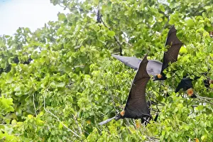 Common tube-nosed fruit bats (Nyctimene albiventer), in the air over Pulau Panaki, Raja Ampat, Indonesia, Southeast Asia, Asia
