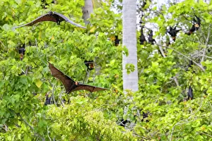 Common tube-nosed fruit bats (Nyctimene albiventer), in the air on Pulau Panaki, Raja Ampat, Indonesia, Southeast Asia, Asia
