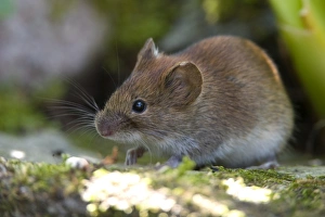 Common Vole