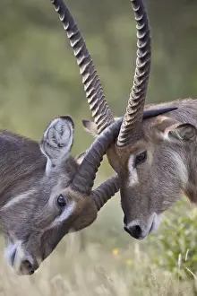Common Waterbuck (Ellipsen Waterbuck) (Kobus ellipsiprymnus ) bucks, Kruger National Park, South Africa, Africa