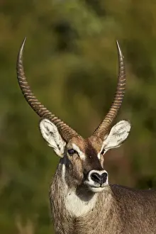 Common waterbuck (Ellipsen waterbuck) (Kobus ellipsiprymnus ellipsiprymnus) buck