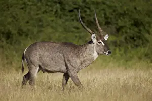 Male Animal Prints: Common Waterbuck (Ellipsen Waterbuck) (Kobus ellipsiprymnus ellipsiprymnus) buck