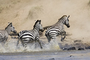 Mara River Prints: Common zebra or Burchells zebra
