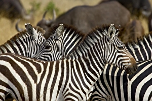 Images Dated 16th October 2006: Common zebra (Burchells zebra) (Equus burchelli)
