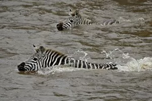 Images Dated 7th October 2007: Common zebra (Burchells zebra) (Equus burchelli) crossing the Mara River