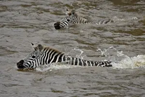 Common zebra (Burchells zebra) (Equus burchelli) crossing the Mara River